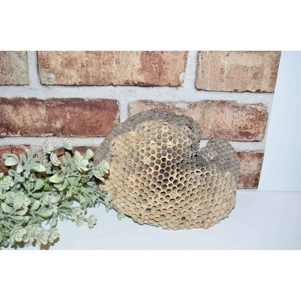 Real Natural Bees Wasp Nest Comb Hornet 8